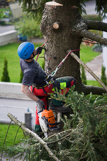 How Our Tree Care Process Works  in Riverton, NJ