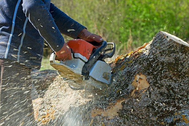 Seasonal Cleanup (Spring/Fall) in Riverton, NJ